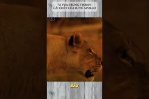 VỊ VUA TRUNG THÀNH