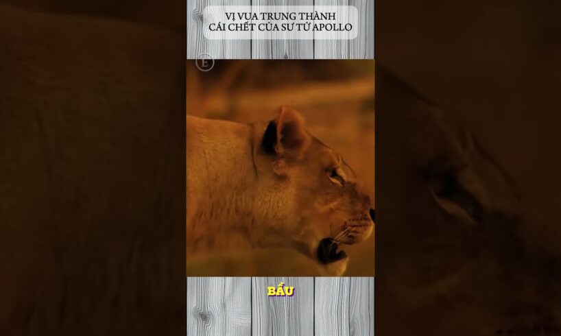 VỊ VUA TRUNG THÀNH