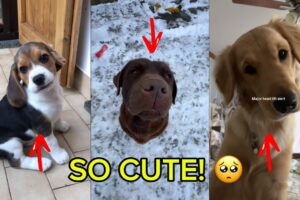 Wait for the end! 🥺 Cutest Puppies Doing Adorable Things (2026)