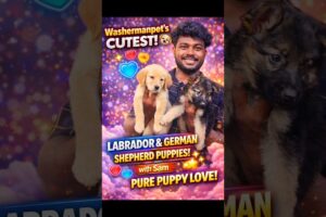 🔥 Washermanpet’s Cutest Puppies! 😍 Labrador vs German Shepherd with Sam 🐶❤️