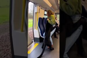 When Animals Ask Humans for Help… Beautiful Rescue Moments