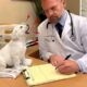When Cute Puppies Suddenly Realize They're at the Vet 😂 Funny Dog Videos 2026
