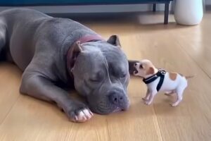 When Puppies Boss Around Big Dogs 🤣 FUNNIEST DOGS Video 2025