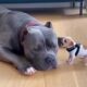 When Puppies Boss Around Big Dogs 🤣 FUNNIEST DOGS Video 2025