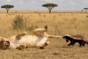 When a Lioness Messes With the Wrong Honey Badger
