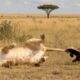 When a Lioness Messes With the Wrong Honey Badger