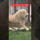 White Lions Brutal Roar Fights for Mating Right & Territory #animals#fighting#shorts#explore