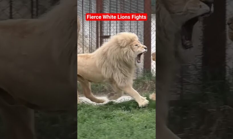 White Lions Brutal Roar Fights for Mating Right & Territory #animals#fighting#shorts#explore