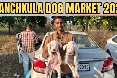 Wholesale Puppy Market 2026 ‼️Best Puppies in India 🇮🇳 #pets #labrador #puppy