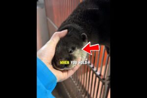 Why Do Otters Play with Rocks While Floating? #otter #animals #animallovers #shorts