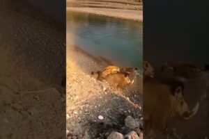 Wild Boar vs Two Hyenas Near a Cliff | Brutal Animal Fight Ends in River Fall