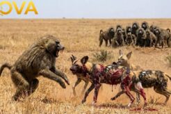 Wild Dog vs Baboon: A Risky Encounter Turns Violent | Animal Fight