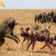 Wild Dog vs Baboon: A Risky Encounter Turns Violent | Animal Fight