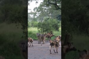 Wild Dogs vs Baboon: The Ultimate Battle #shorts #wildlife