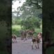 Wild Dogs vs Baboon: The Ultimate Battle #shorts #wildlife