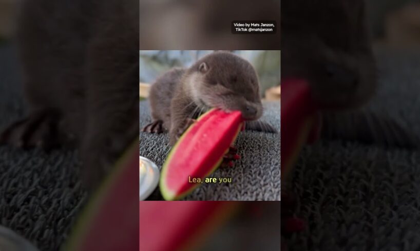 Wild Otter Befriends the Man Who Saved Her
