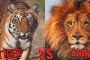 Wildest animal fights caught on camera