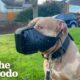 Woman Moves 9,000 Miles Away To Save Dog From UK Ban | The Dodo