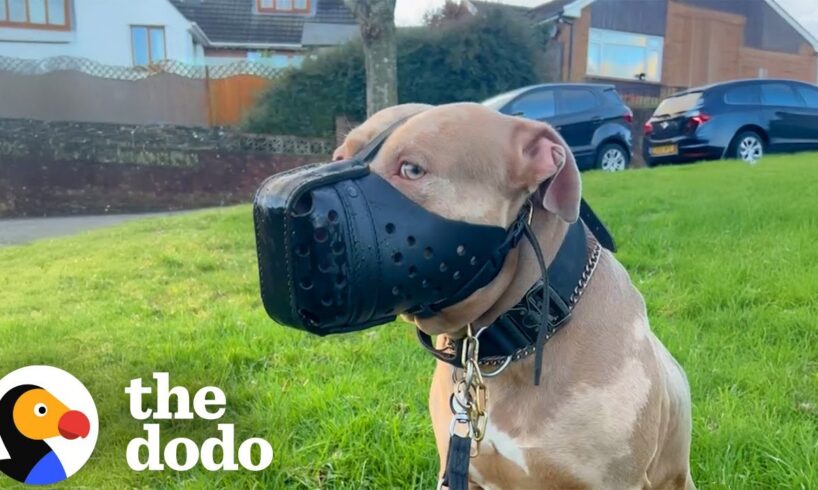 Woman Moves 9,000 Miles Away To Save Dog From UK Ban | The Dodo
