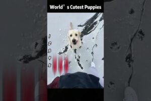 World’s Cutest Puppies🔥😄
