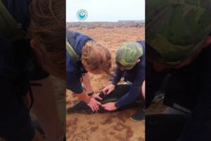 Wounded Seal Rescued From Entanglement #shorts