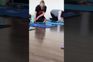 Yoga with Dachshund puppies—cuter than you can imagine! 🐾 Who's your ideal yoga partner? 🧘‍♀️🐶