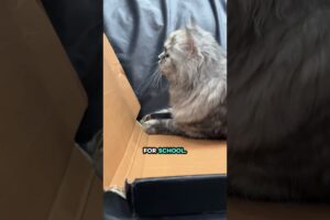 You Got School Tomorrow😫 #catshorts #funnycat  #catvideos #cutecat #viralshorts #cute #kitten #cat