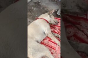 Young Street Dog Suddenly Collapses and Fights a Silent Battle Inside His Body
