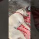 Young Street Dog Suddenly Collapses and Fights a Silent Battle Inside His Body