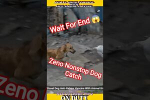 Zeno Nonstop Dog Catching Trailer #zeno #dog #dogwithpublicsafety #ytviral #pets #dogshorts #shorts