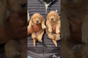 all breed pup available8630366321 #viral #trend #petshub #pets #cute #shorts #pitbull ##ambully #gg