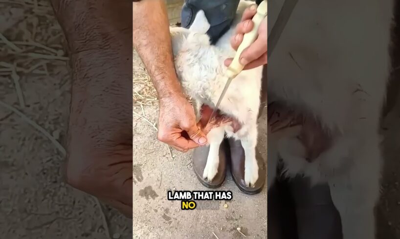 amazing! this is how a lamb finds its new mom❤️ #shorts