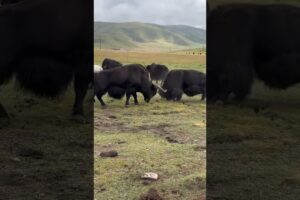 animal fights in the wild #foryou #wildlife #shortsfeed #animal