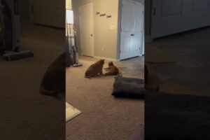 #animals #cat #cats #funny #wwe #music