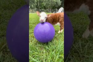 baby cow playing with the ball #shorts