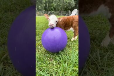 baby cow playing with the ball #shorts