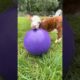 baby cow playing with the ball #shorts