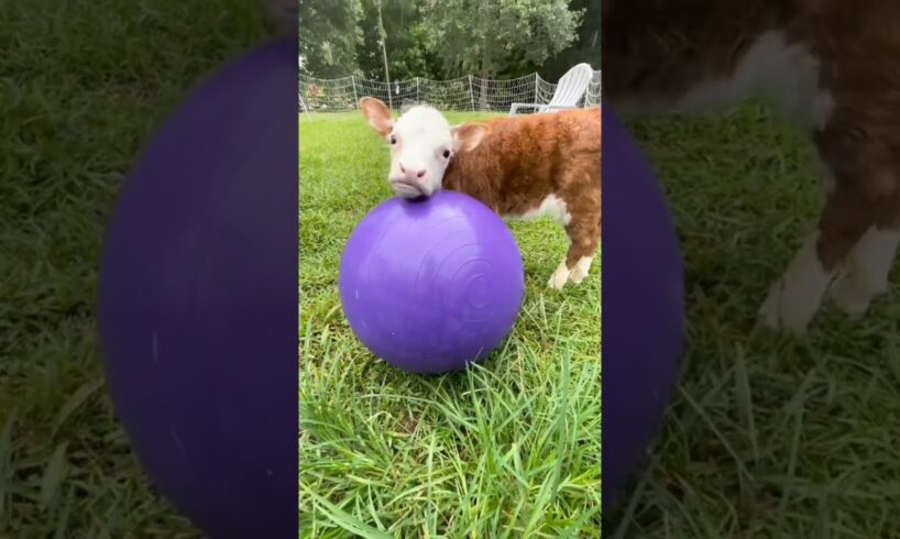 baby cow playing with the ball #shorts