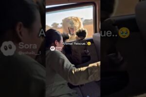 best Animal Rescue 🥹 #shorts #trend #trending #wildlife #animals #lion