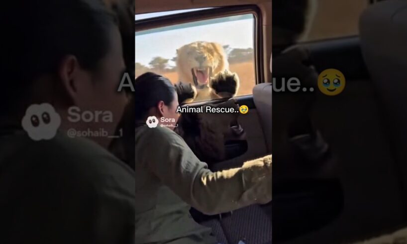 best Animal Rescue 🥹 #shorts #trend #trending #wildlife #animals #lion