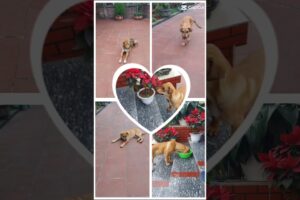 các chú cún dễ thương #cute #cutebaby #tranding #trending #travel #trendingshorts #trading #cat