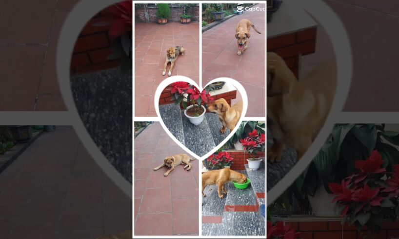 các chú cún dễ thương #cute #cutebaby #tranding #trending #travel #trendingshorts #trading #cat