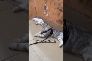 #cat #pets #funny #cutecat #shorts #cute #kitten #kitty #catcute #cuteanimal