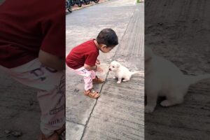 cute little puppies song | The Cutest Pups #cutelittlepuppies #babygirl #trending