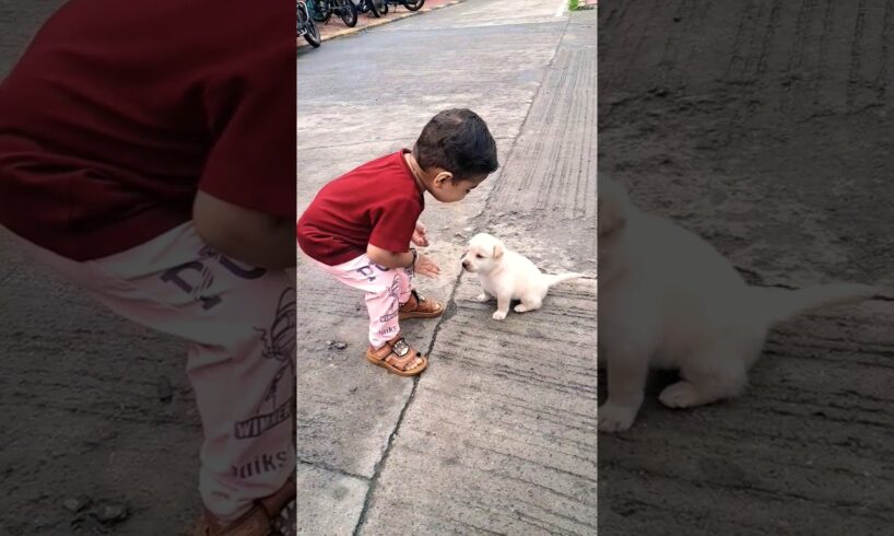 cute little puppies song | The Cutest Pups #cutelittlepuppies #babygirl #trending