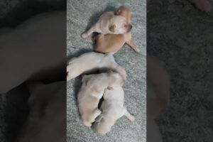cute  puppies