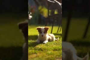 cute puppies adorable video #puppy #shorts