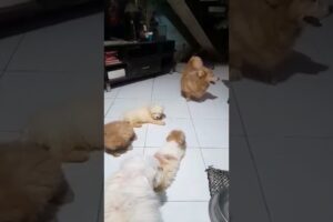 cute puppies and their papa dog. #shorts #cute #dog #puppy #pets #shortvideo #subscribe