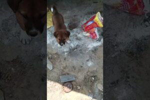 cute puppies #cute #puppy