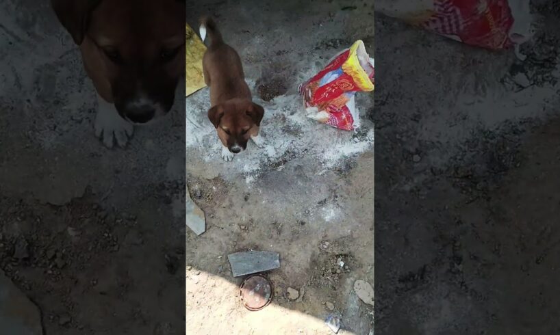 cute puppies #cute #puppy